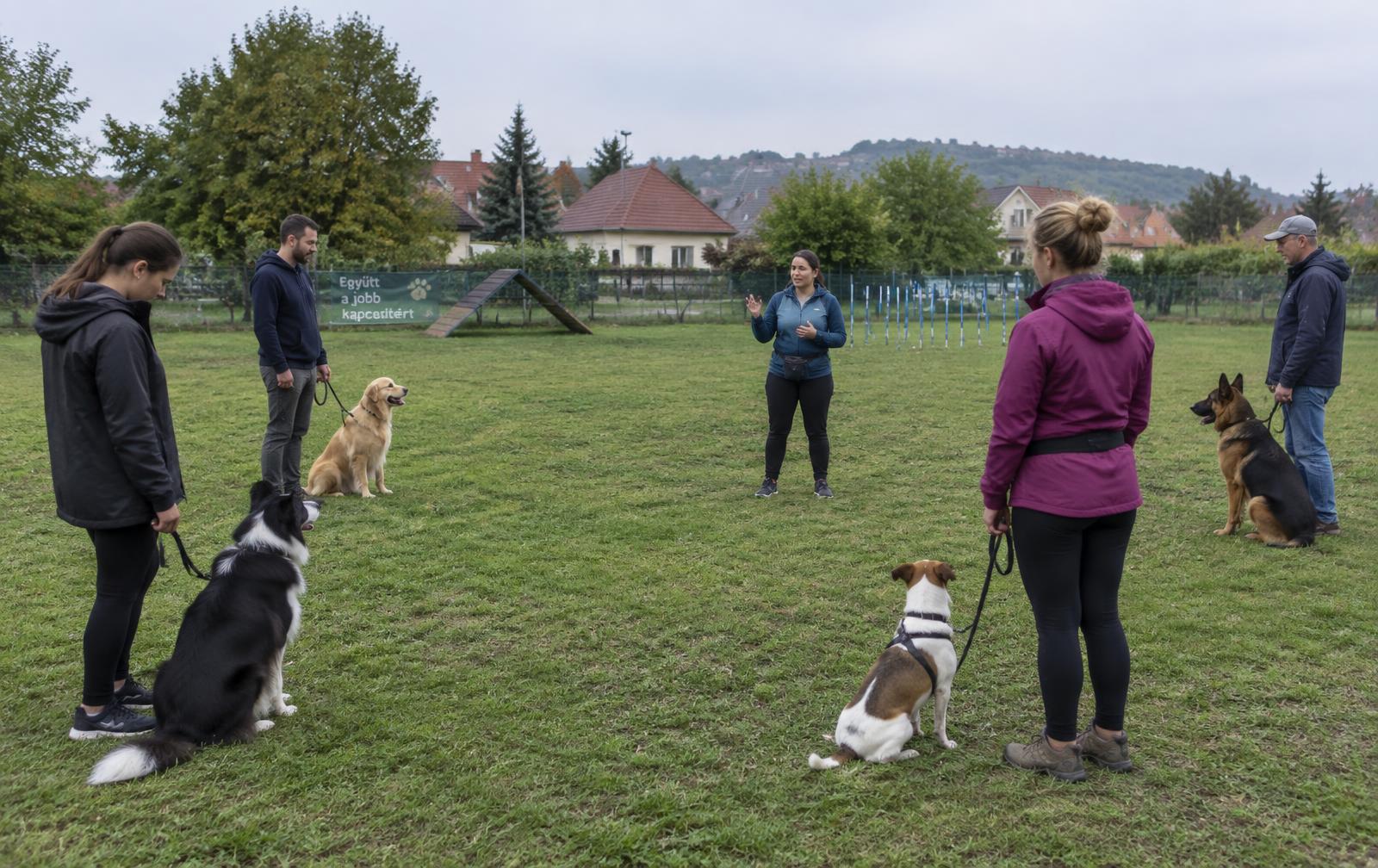 Csoportos foglalkozás a füves pályán, öt kutya ül a gazdája mellett